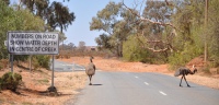 Emus on Silverton Road