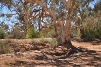 Red gum on river bed