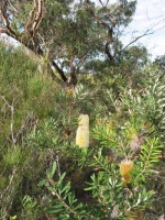 Banksias