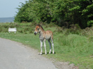 Exmoor pony foal