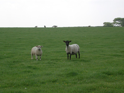sheep on site