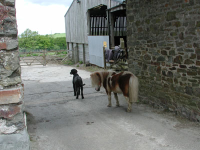 George and the Shetland pony
