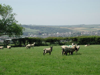 Sheep with Torrington behind