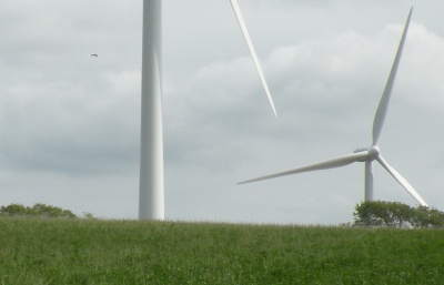 Bird flying past turbine blade